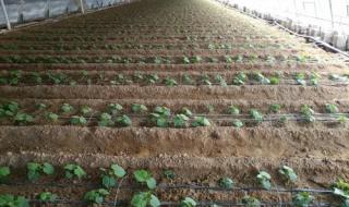 大棚蔬菜种植技术黄瓜 大棚黄瓜种植时间和方法